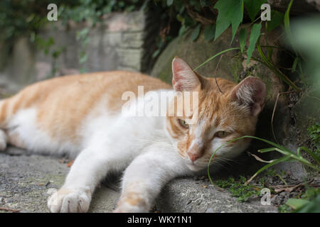 Ingwer Tabby Katze liegend in der Ecke zum Ausruhen in der Katze Dorf Houtong, Taiwan Stockfoto