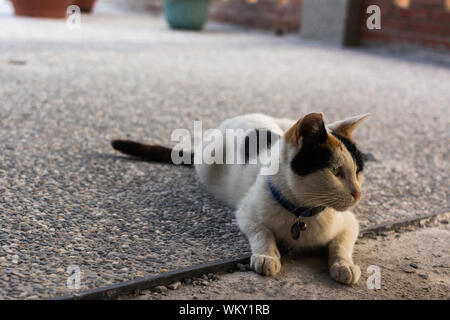 Schildpatt Katze auf dem Boden liegen und etwas aufpassen in der cat Dorf Houtong, Taiwan. Stockfoto