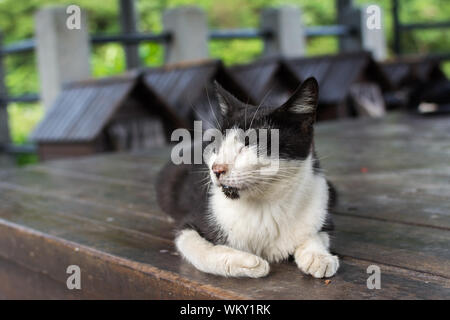 Tuxedo cat liegen und schlafen auf dem Vorsitzenden ​​of Holz in der cat Dorf Houtong, Taiwan. Stockfoto