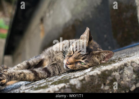 Tabby Katze liegend auf dem Boden in der Cat-Dorf von Houtong, Taiwan. Stockfoto