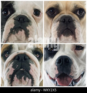 Zusammengesetzte Bild von der Leiter der vier Bulldoggen Stockfoto