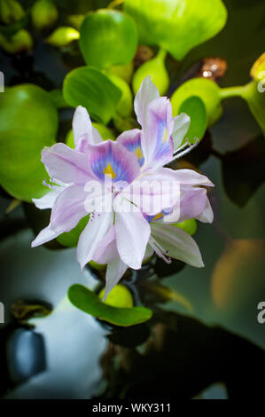 Blühende Wasserhyazinthe eichhornia Floater mann Hinterhofteich Stockfoto
