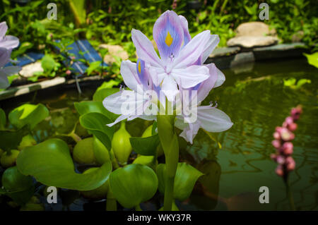 Blühende Wasserhyazinthe eichhornia Floater mann Hinterhofteich Stockfoto