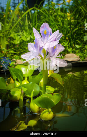 Blühende Wasserhyazinthe eichhornia Floater mann Hinterhofteich Stockfoto