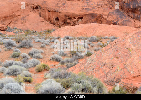 Verwitterte rote Felsformationen in der Wüste, Valley of Fire State Park, Nevada, USA Stockfoto