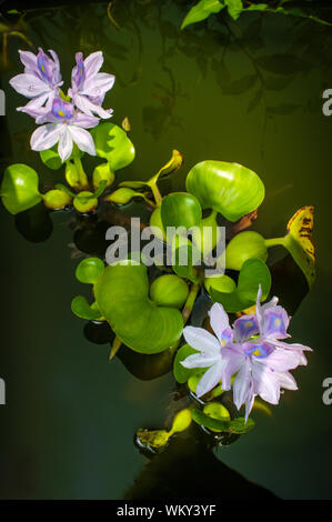 Blühende Wasserhyazinthe eichhornia Floater mann Hinterhofteich Stockfoto