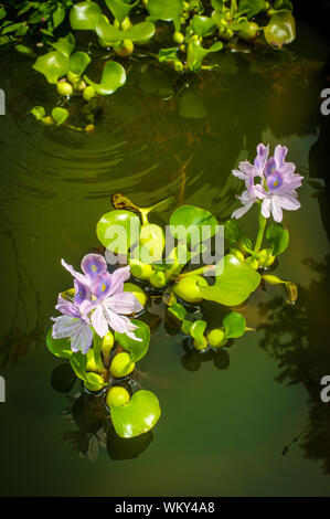 Blühende Wasserhyazinthe eichhornia Floater mann Hinterhofteich Stockfoto
