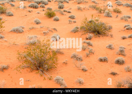 Wüste Sträucher, Valley of Fire State Park, Nevada, USA Stockfoto