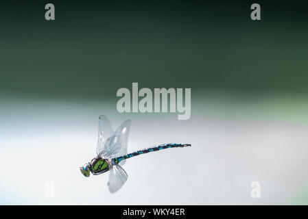 Southern Hawker (Aeshna cyanea) im Flug Stockfoto