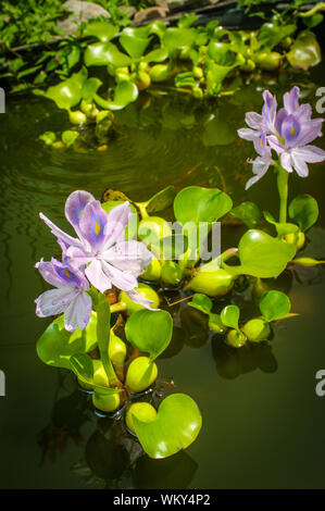 Blühende Wasserhyazinthe eichhornia Floater mann Hinterhofteich Stockfoto