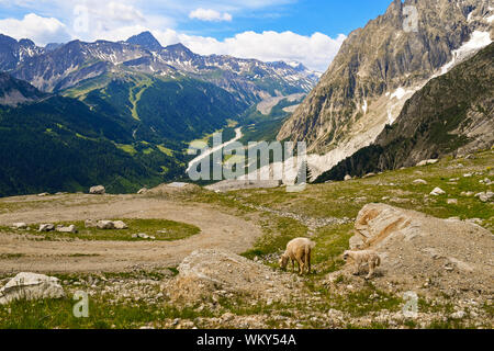 Ansicht der Italienischen Alpen vom Mont Blanc Massiv mit dem Val Veny und ein Schaf mit einem Schaf auf der Weide grasen, Courmayeur, Aostatal, Italien Stockfoto