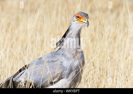 Eine Sekretärin Vogel in der Kgalagadi Transfrontier Park, Südafrika Stockfoto