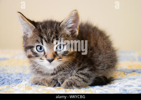 Adorable Tabby Kitten auf Blau und Gelb Quilt Stockfoto