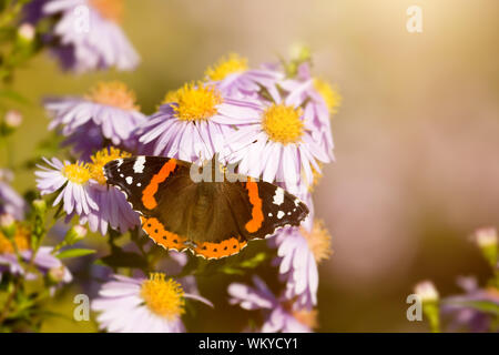 Ein Bild von einem Schmetterling Vanessa Atalanta Stockfoto