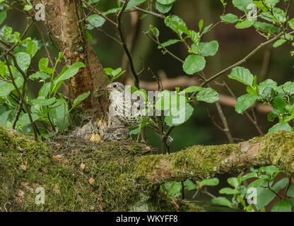 Ein Mistle thrush Nest mit einem Erwachsenen und flügge. Stockfoto