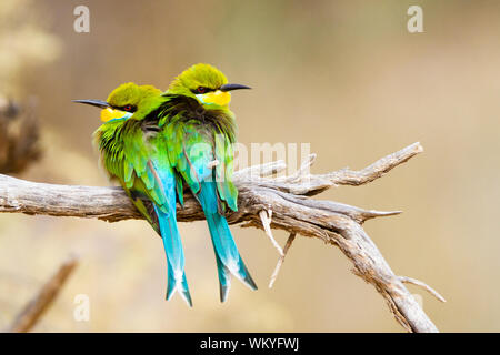 Zwei swallow-tailed Bienenfresser Zander auf knorrige Äste im Kgalagadi Transfrontier Park, Südafrika. Stockfoto