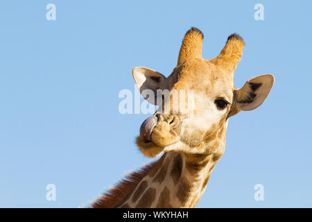 Eine Giraffe leckt seine Nase in Kgalagadi Transfrontier Park, Südafrika. Stockfoto