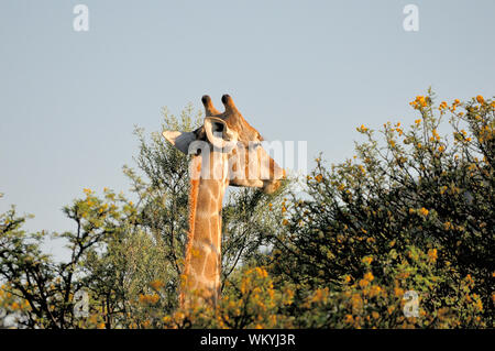 Giraffe Essen Blätter von den süßen Dorn Stockfoto