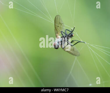 Makroaufnahme der im Spinnennetz mit Tautropfen gefangen fliegen. Stockfoto