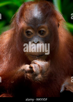 Orang-Utan im Dschungel von Borneo, Malaysia Stockfoto