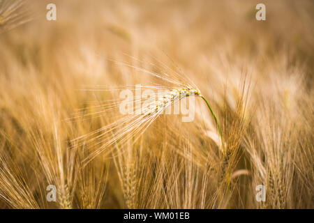 Reife Gerste (Hordeum lat.) Stockfoto