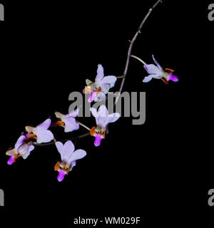 Schöne rosa terrestrischen Orchideen, Doritis Pulcherrima, auf schwarzem Hintergrund isoliert Stockfoto