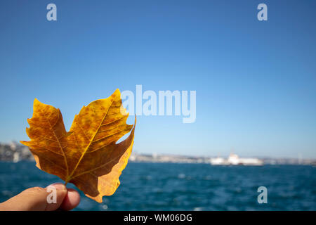 Blick auf vergilbte Sycamore Blatt und das Meer und die Dampfeinheit im Hintergrund. Stockfoto