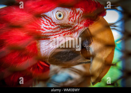 Closeup häuslich roter Ara Neue Welt Papagei im Käfig Stockfoto