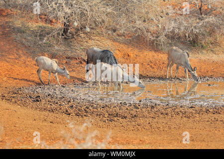 Blue Wildebeest und Kudus am Haak-en-steek Wasserloch, Mokala National Park, Südafrika Stockfoto