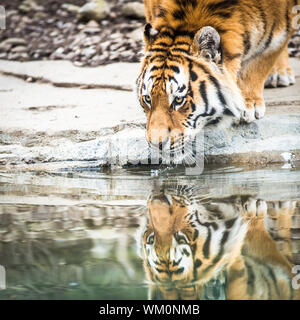 Indische Tiger Trinkwasser Stockfoto