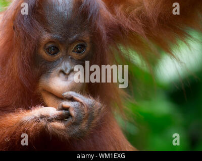 Orang-Utan im Dschungel von Borneo, Malaysia Stockfoto