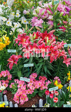 Bunte Anzeige von Lilien, alstroemeria und Tulpen im September 2019 Wisley Garden Flower Show an RHS Garden Wisley, Surrey, South East England Stockfoto