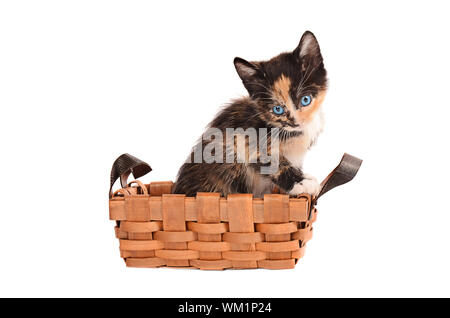 Ein Calico Kätzchen in einem Korb auf einem weißen Hintergrund Stockfoto