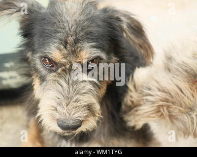 Das ernste Gesicht und Augen von einem schwarz und braun haarige Hund, den negativen Emotionen und Gefühle, die Haustiere zeigen Stockfoto