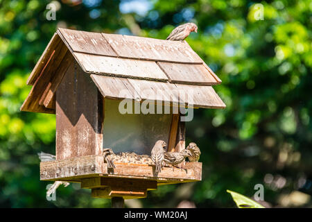 Hawai'i, die grosse Insel, Hale Maluhia Bird Feeder Stockfoto