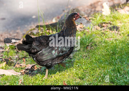 Hawai'i, die grosse Insel, Hale Maluhia Fancy Huhn Stockfoto