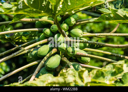 Hawai'i, die grosse Insel, Hale Maluhia Papaya Baum mit Obst Stockfoto