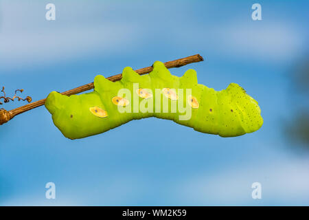 Pandora Sphinx Caterpillar (Eumorpha pandorus) Stockfoto