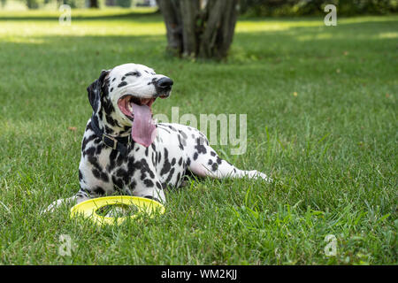 Süße Dalmatiner Hund nimmt einen Bruch nach dem Spielen an einem warmen Sommernachmittag. Stockfoto