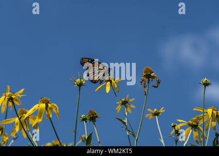 Monarchfalter (danaus plexippuson) gelbe Wildblumen vor einem blauen Himmel Hintergrund.