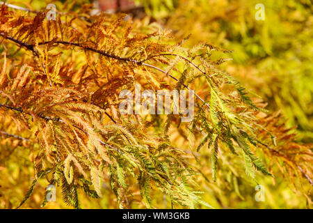 Bunter Herbst kahle Zypresse Stockfoto