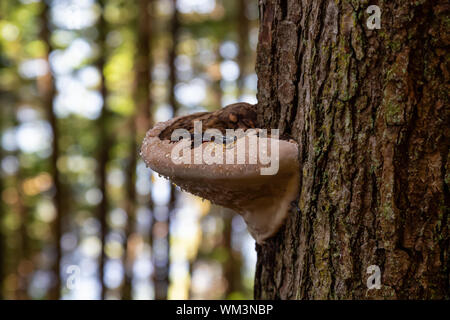 Baum Pilz wächst in einem Wald am Pazifischen Ozean Küste während einer lebendigen Sommertag. In der Nähe von Port Renfrew, Vancouver Island, British Colum genommen Stockfoto