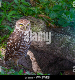 Eine grabende Eule steht Alert am Eingang zum kleinen Nest in Südflorida. Stockfoto