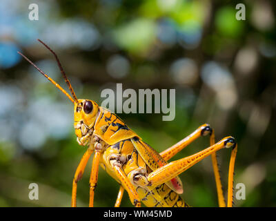 Bunte lubber Grasshopper klammert sich an Gras Halm Stockfoto