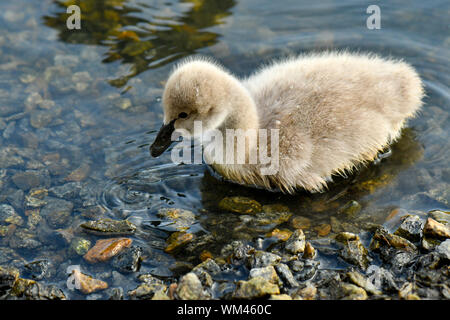 Black Swan cygnets Schwimmen im Teich nach Essen suchen Stockfoto