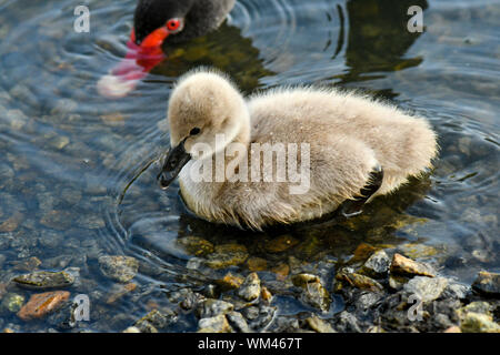 Black Swan cygnets Schwimmen im Teich nach Essen suchen Stockfoto