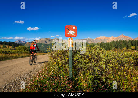 Biker auf dem Galloping Goose Trail, Uncompahgre National Forest, Colorado USA (MR) Stockfoto