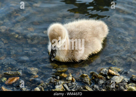 Black Swan cygnets Schwimmen im Teich nach Essen suchen Stockfoto