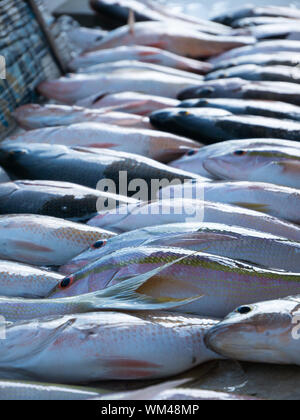 Frischen Fang von Kingfish liegen auf dem Dock. Salzwasser Fische aus dem Atlantik an Floridas Ostküste. Stockfoto