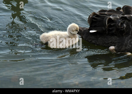 Black Swan cygnets Schwimmen im Teich nach Essen suchen Stockfoto